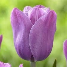 Нежно-фиолетовый тюльпан