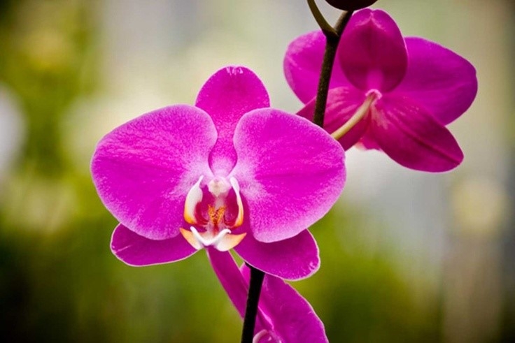 Лучистая орхидея